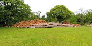 Norsworthy Bridge -trees